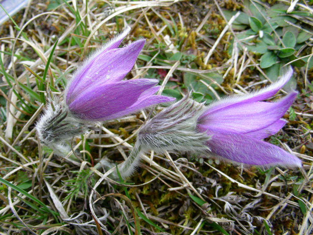Pulsatilla vulgaris / Pulsatilla comune
